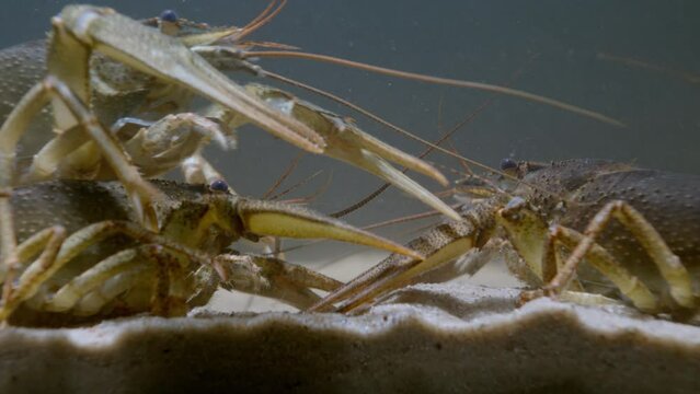 European Crayfish or Broad Clawed Crayfish (Astacus astacus) on the river bottom, close-up.