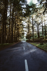 carretera en Bosque de la isla de madeira, portugl