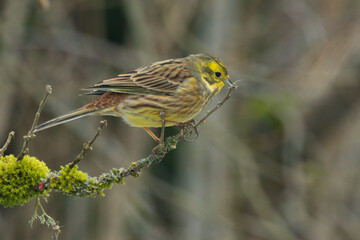 Goldammer (Emberiza citrinella)
