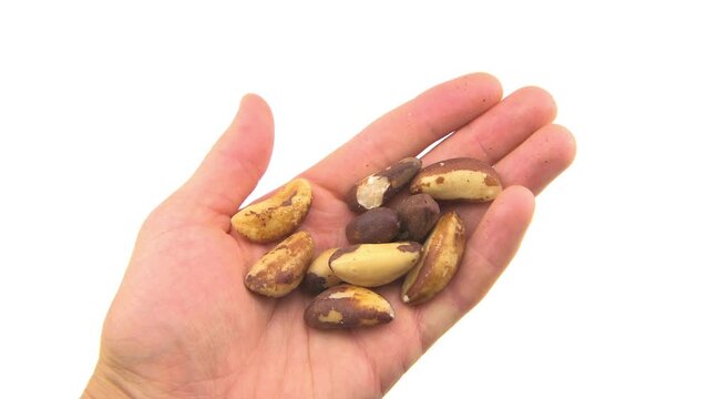 Brazil nuts hand holding handful of amazonian seeds nut Brazilian food, organic healthy snack of selenium mineral on white background macro closeup