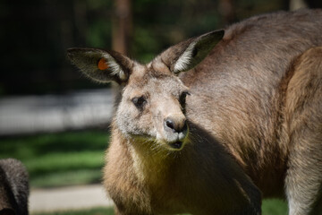 Fototapeta premium Australian kangaroo is in the zoo habitat near to the fence. They have beautiful place for living.