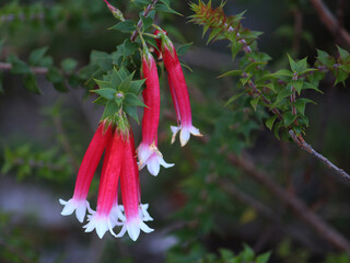 Red and white flowers of a Epacris longiflora plant growing in a garden. Fuchsia-heath