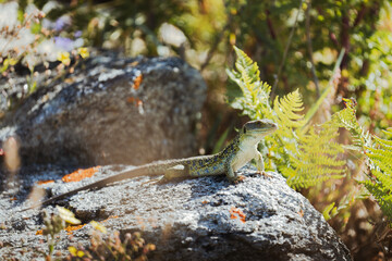 Lagarto arnado en la naturaleza
