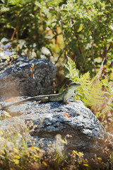 Lagarto arnado en la naturaleza