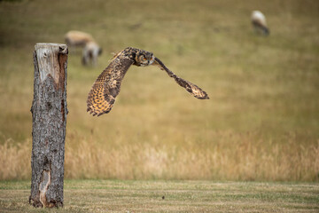 Eagle Owl taking flight