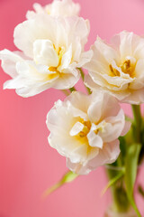 White tulip bouquet on pink background. Romantic wallpaper