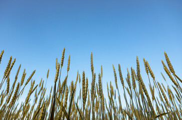 The concept of the world and European grain crisis as a consequence of the Russian-Ukrainian war, the largest grain exporters. Embargo on the export of wheat grain. Port blocking. food crisis
