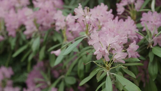 Slow motion pink azalea flowers in a garden