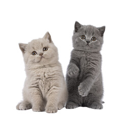 Sweet duo of British Shorthair cat kittens, sitting playful beside each other. Looking towards...