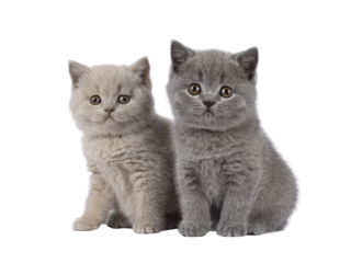 Sweet duo of British Shorthair cat kittens, sitting beside each other. Looking towards camera. Isolated cutout on a transparent background.