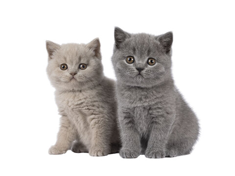 Sweet duo of British Shorthair cat kittens, sitting beside each other. Looking towards camera. Isolated cutout on a transparent background. - Powered by Adobe