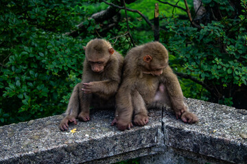 Obraz premium monkey couple