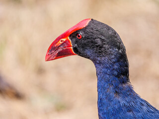 Purple Swamphen Head