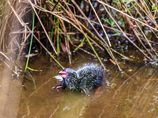 Swamphen Chick