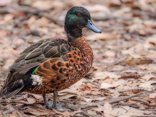 Young Mallard