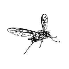 Black and white sketch of a wasp with transparent background