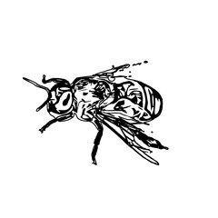 Black and white sketch of a wasp with transparent background