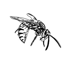 Black and white sketch of a wasp with transparent background