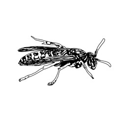 Black and white sketch of a wasp with transparent background