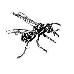 Obraz premium Black and white sketch of a wasp with transparent background