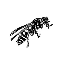 Black and white sketch of a wasp with transparent background