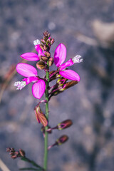 (Polygala myrtifolia) Myrtle-leaf milkwart flowers in bloom in spring, South Africa