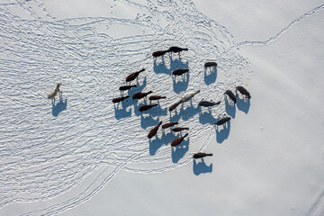 Wild horses are running and on the snow. Yilki horses are wild horses that are not owned in Kayseri, Turkey