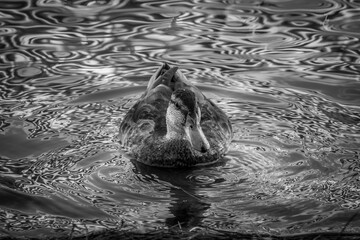 Pato en blanco y negro