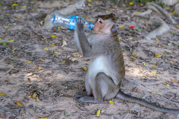 Naklejka premium The long tail macaque monkey drinks from an empty plastic bottle in the forest next to Angkor Wat. Siem Reap