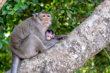 Naklejka na ściany i meble The macaque monkey mom with his little child in the forest next to Angkor Wat. Siem Reap