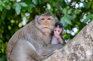 The macaque monkey mom with his little child in the forest next to Angkor Wat. Siem Reap
