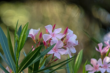 pink flower - NERIUM OLEANDER