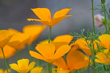 Fototapeta na wymiar Orange flower - California Poppy - Eschscholzia Californica.