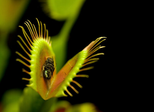 Fly Catcher with Prey
