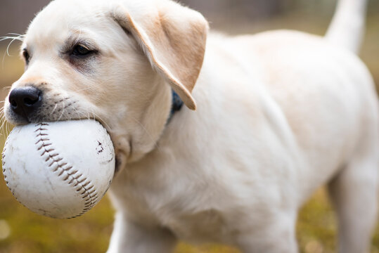 Labrador puppy fetching ball