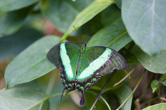 Green Banded Peacock butterfly (Papilio palinurus) basking on leaf, Niagara Butterfly Conservatory, Niagara Falls, Ontario, Cana