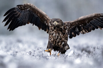 Eagle wings wide open in frosty landscape
