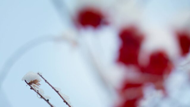 Viburnum opulus medicinal plant. Berries of Kalina red in winter in the snow. Frozen branch with ice and bright berries in winter.