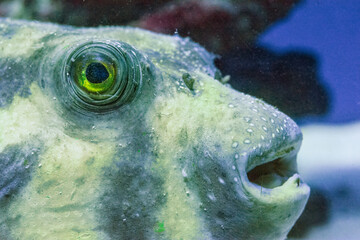 Fugue yellow fish predator