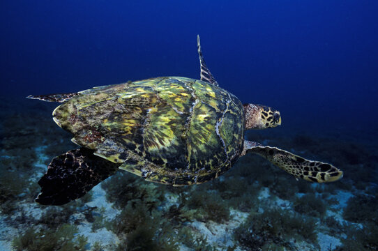 Hawksbill turtle underwater in Brazil
