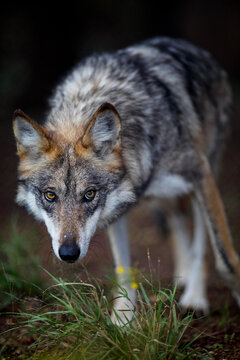 Grey wolf eyes down the camera with caution.