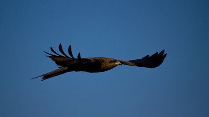 eagle in flight