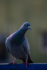 pigeon sitting on the railing