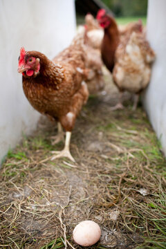 Chicken and egg.