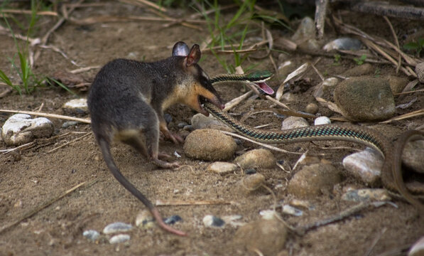 A Gray Four-eyed Opossum hunts a Green Vine snake along the banks of the Tzendales River in the Montes Azules Biosphere Reserve in Chiapas, Mexico