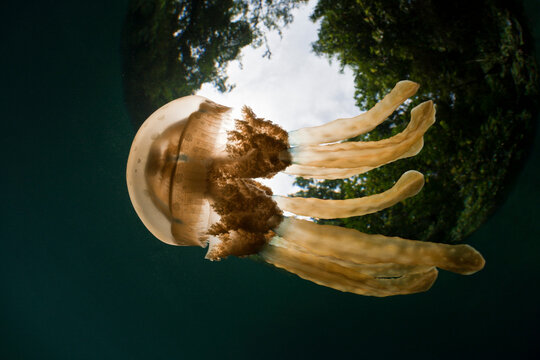 Mastigias jellyfish (Mastigias papua) with surface above