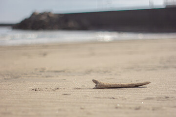 流木のひと休み。