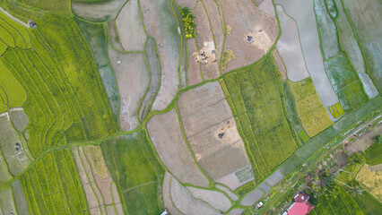 Aerial view of Terraced Green Rice Field in Bukittinggi, Sawah batipuh, west sumatra, Indonesia. Wonderful Indonesia.