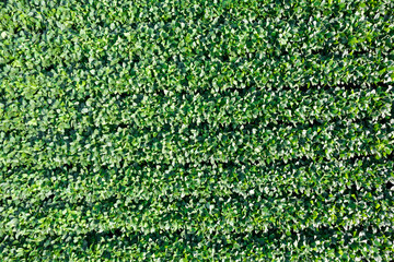 Aerial view of a field dedicated to soybean cultivation