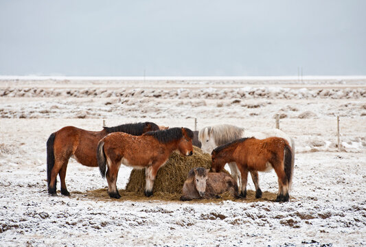 Icelandic horses standing on field in snowy winter landscape